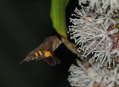 Macroglossum alcedo