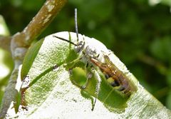 Radumeris tasmaniensis