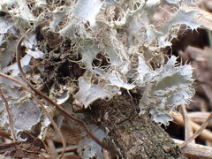 Heterodermia echinata