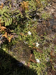 Drosera arcturi