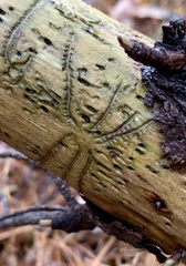 Pityogenes bidentatus