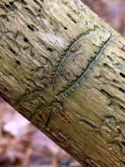 Pityogenes bidentatus