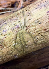 Pityogenes bidentatus