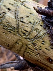 Pityogenes bidentatus