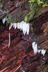 Mucronella bresadolae