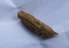 Macroglossum prometheus