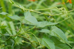 Calystegia marginata