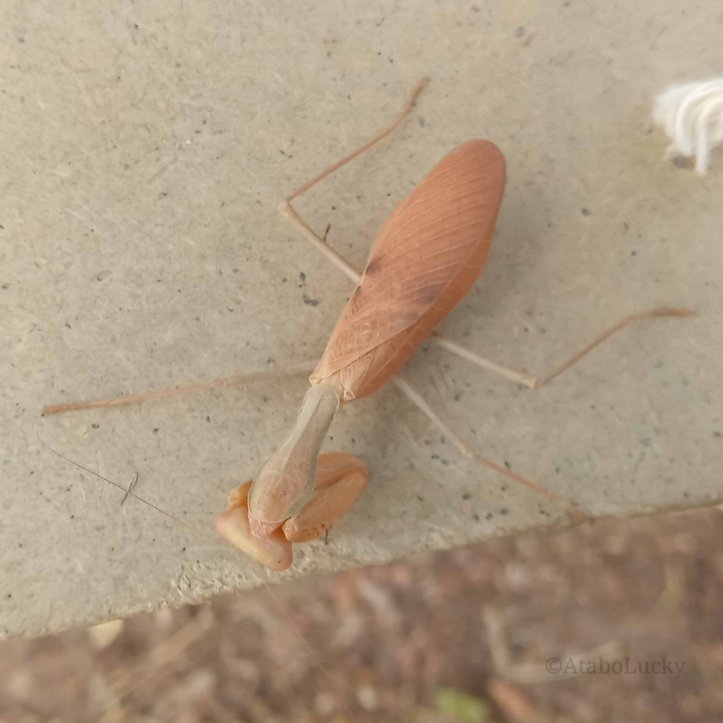 Giant African Mantis