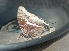 Charaxes epijasius