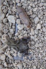 Macroglossum prometheus