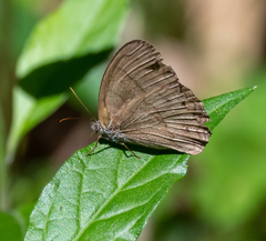 Paryphthimoides grimon