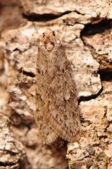 Semioscopis megamicrella