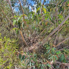 Eucalyptus obstans