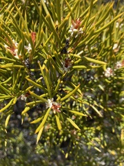 Orites acicularis