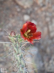 Cylindropuntia thurberi