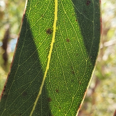 Eucalyptus obstans