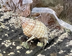 Isocheles wurdemanni