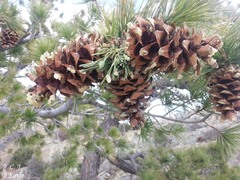 Pinus reflexa