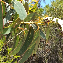 Eucalyptus obstans