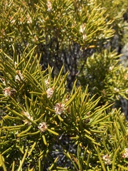 Orites acicularis