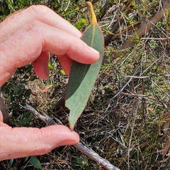 Eucalyptus obstans