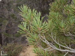 Pinus reflexa