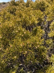 Orites acicularis