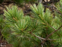 Pinus reflexa