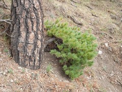 Pinus reflexa