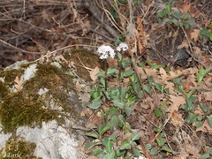Valeriana arizonica