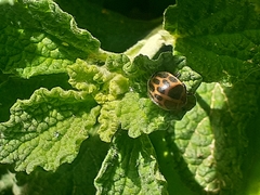 Epilachna paenulata