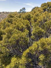 Orites acicularis