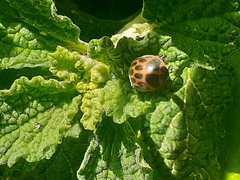Epilachna paenulata