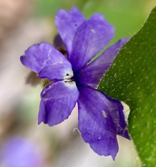 Dampiera hederacea