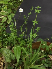 Galium leiocarpum