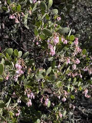 Arctostaphylos bakeri bakeri