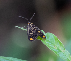 Polypoetes forficata