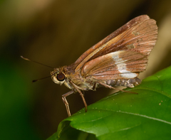 Tirynthia conflua