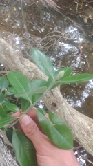 Olearia traversiorum