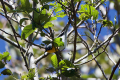 Oreothlypis gutturalis