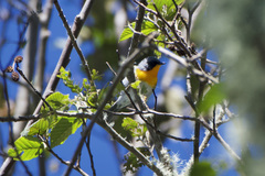 Oreothlypis gutturalis