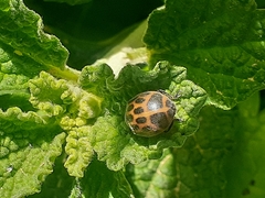 Epilachna paenulata