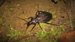 Carabus lusitanicus