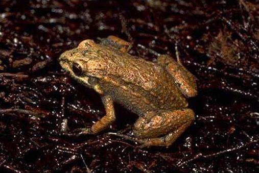 Pesquisas Tropical Bullfrog