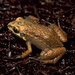 Paraná Tropical Bullfrog - Photo (c) 
Axel Kwet, some rights reserved (CC BY-SA)