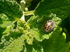 Epilachna paenulata
