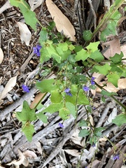 Dampiera hederacea