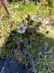 Drosera murfetii