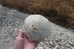 Placopecten magellanicus