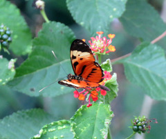 Heliconius hecale